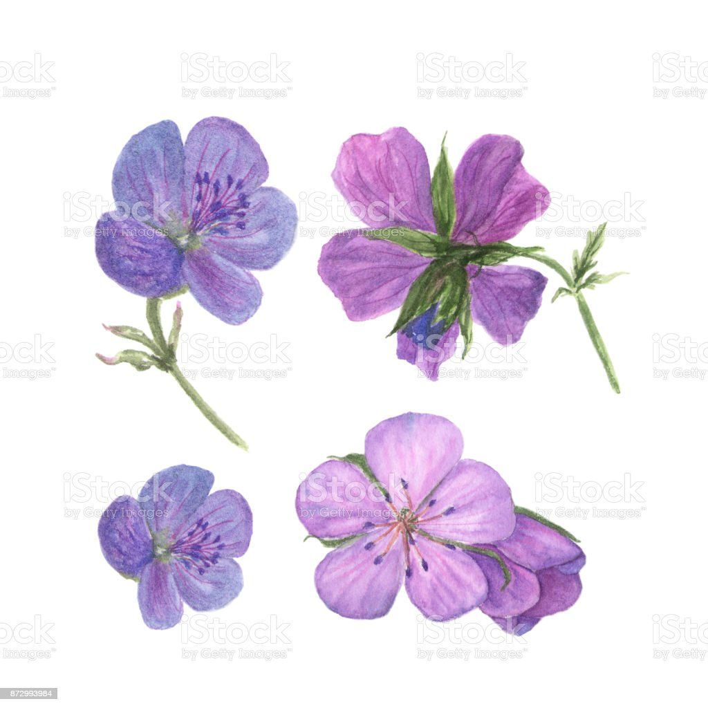 Lila Sardunya Çiçeği Fidanı 10Cm-30Cm