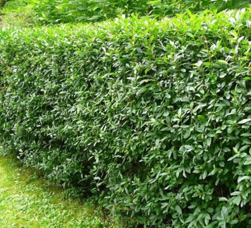 Yeşil Lükstürüm Fidanı 150Cm-200Cm