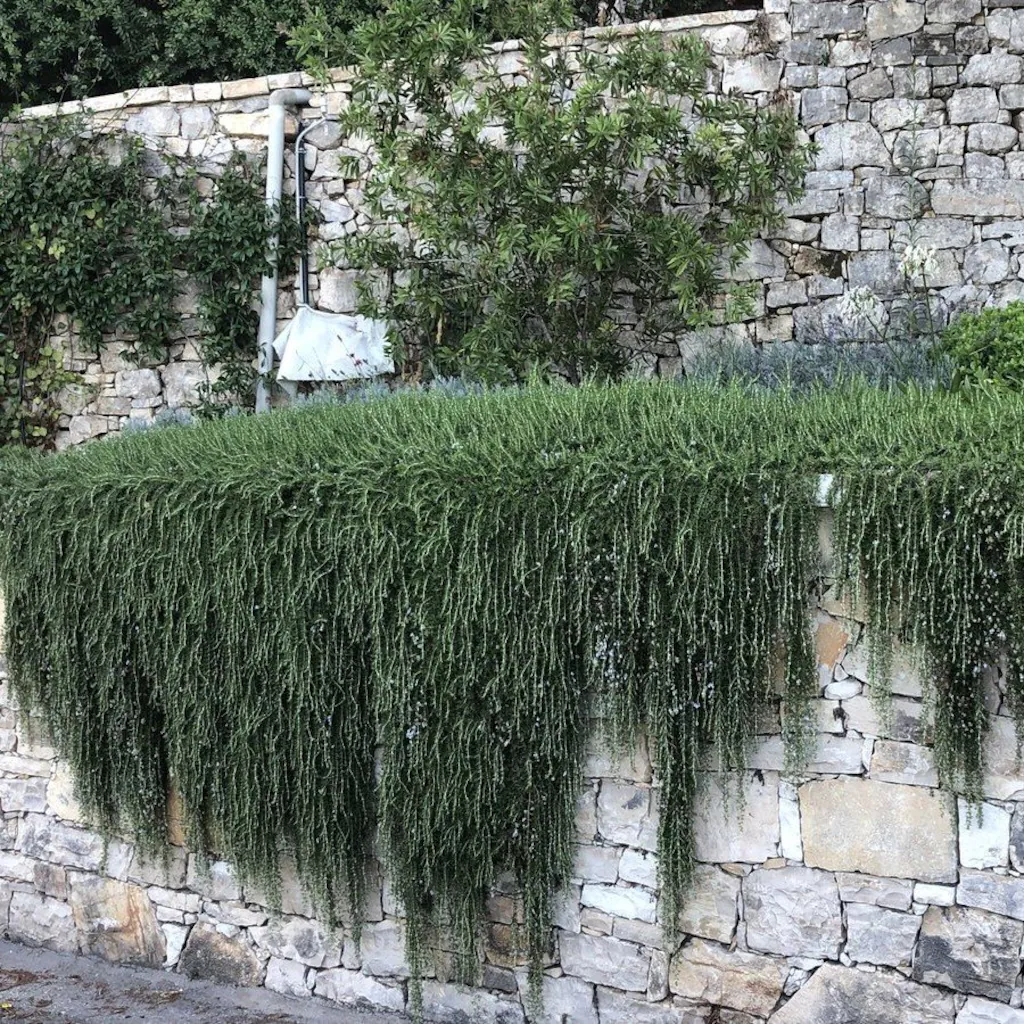 Yayılıcı Biberiye Fidanı 20Cm-40Cm