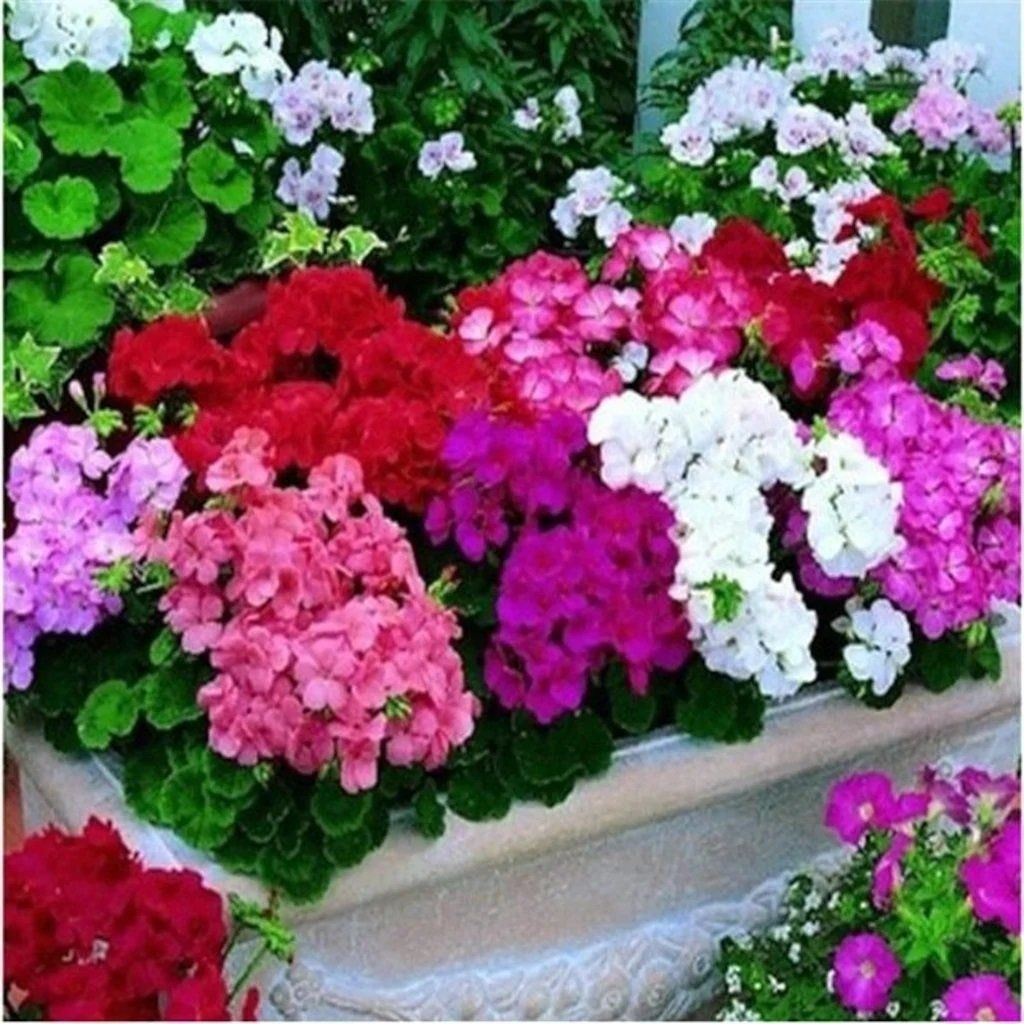 Sardunya Çiçeği Fidesi 5Cm-15Cm 30 Adet Karışık Renk