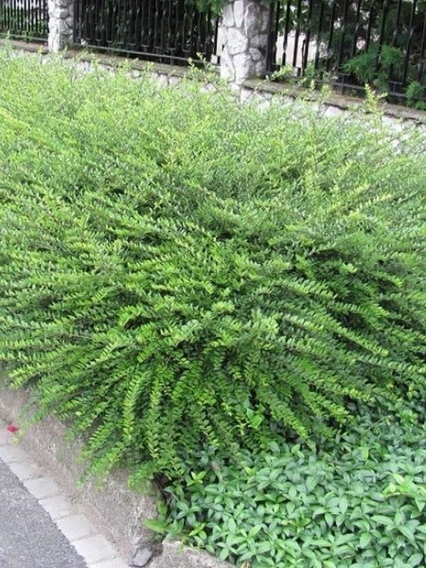 Bodur Çalı Hanımeli Çiçeği 20Cm-40Cm