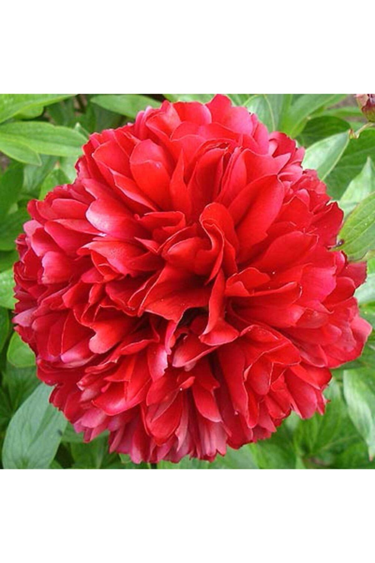 Kırmızı Şakayık Çiçeği Fidanı 40Cm-60Cm