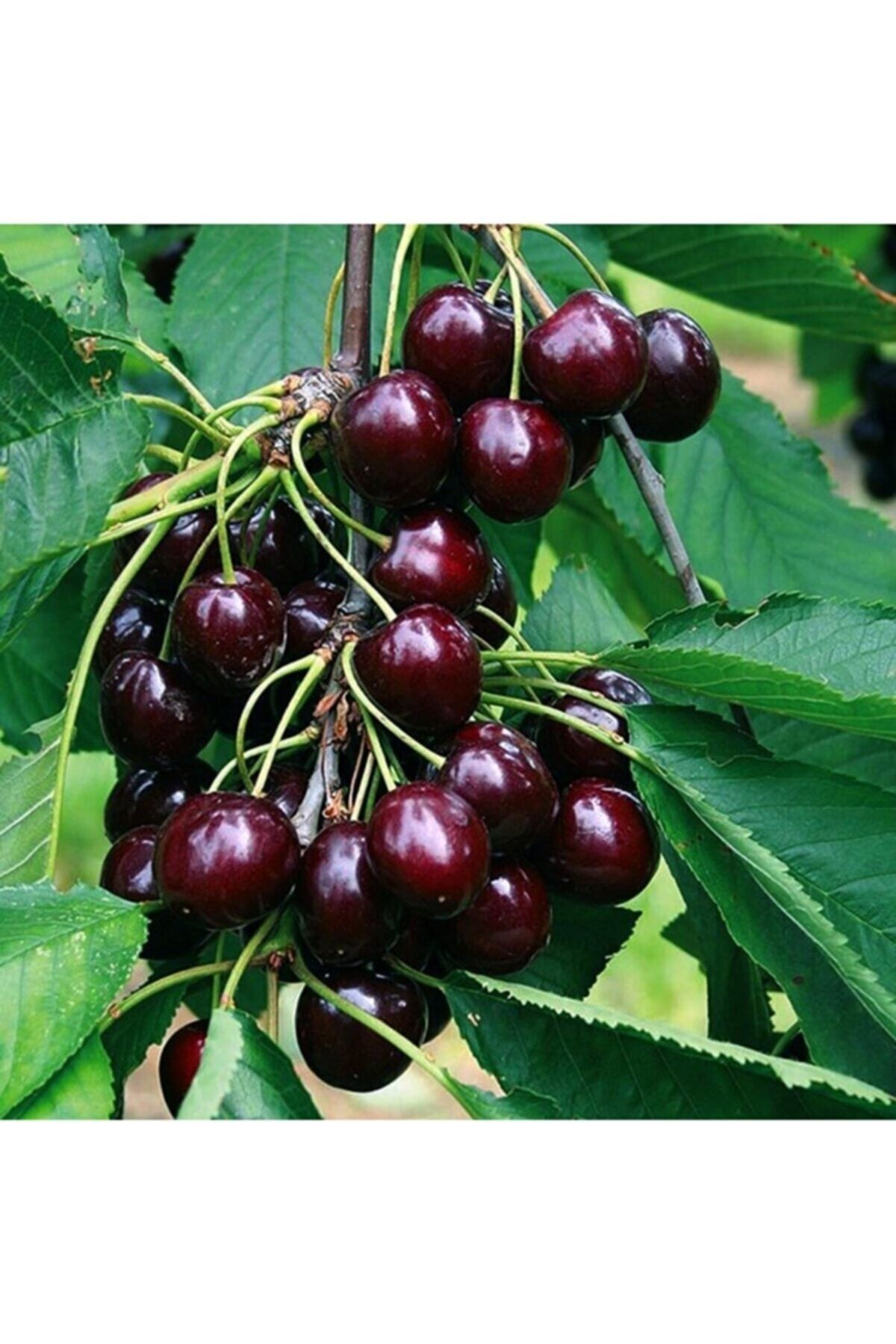 Kara Kiraz Ağacı Fidanı 5 Yaş 150-200Cm