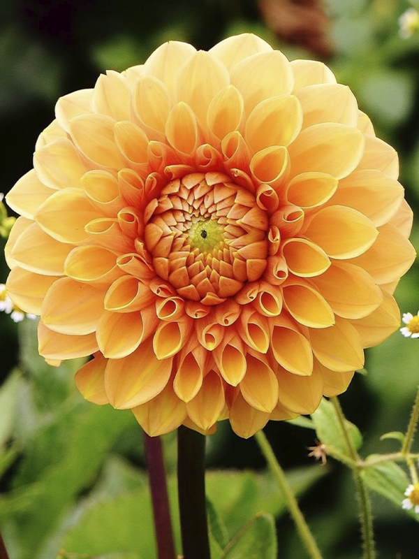 Turuncu Dahlia Fidanı 20 Cm 40 Cm