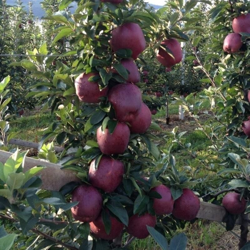 Skarlet Spur Elma Ağacı 5 Yaş 150 Cm 200 Cm