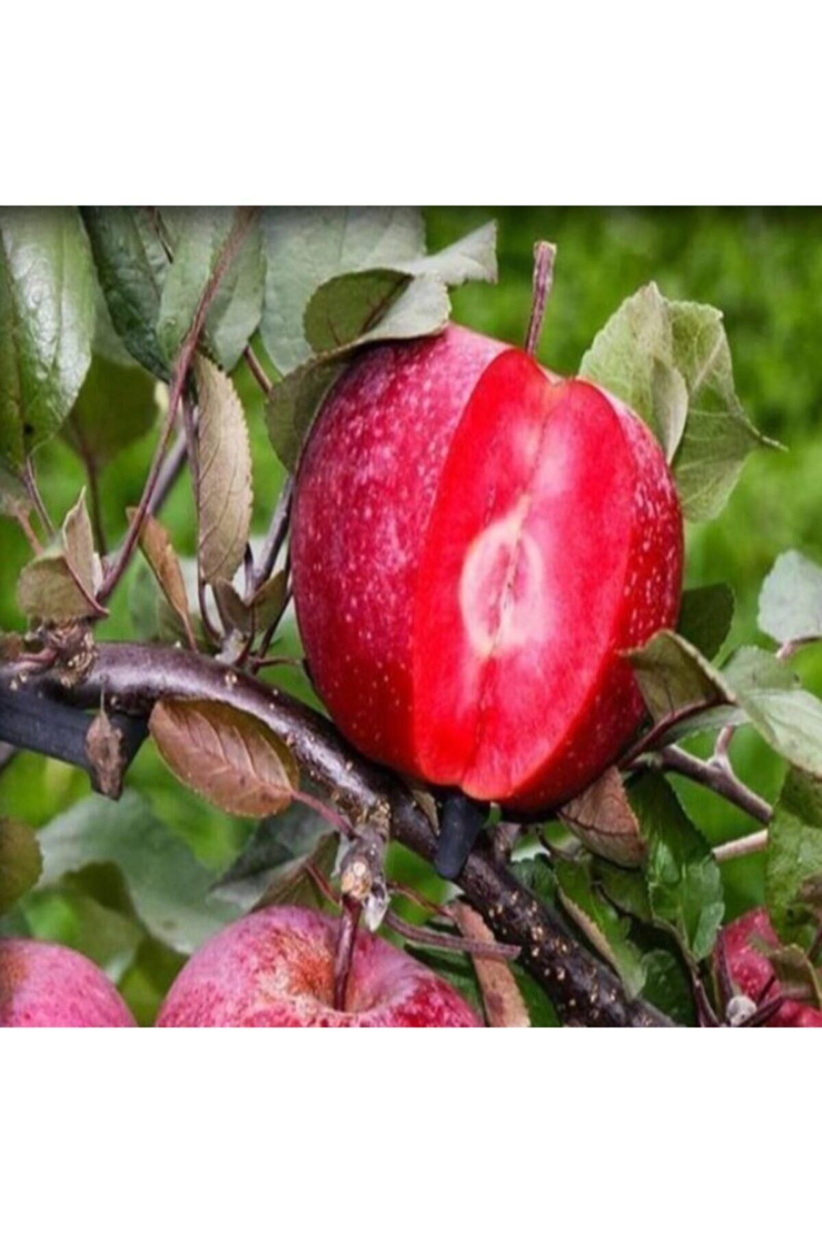 Posof Elma Ağacı 3 Yaş 100 Cm 120 Cm