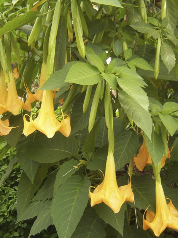 Datura Melek Borozani Fidesi Karışık Renk 30 Adet