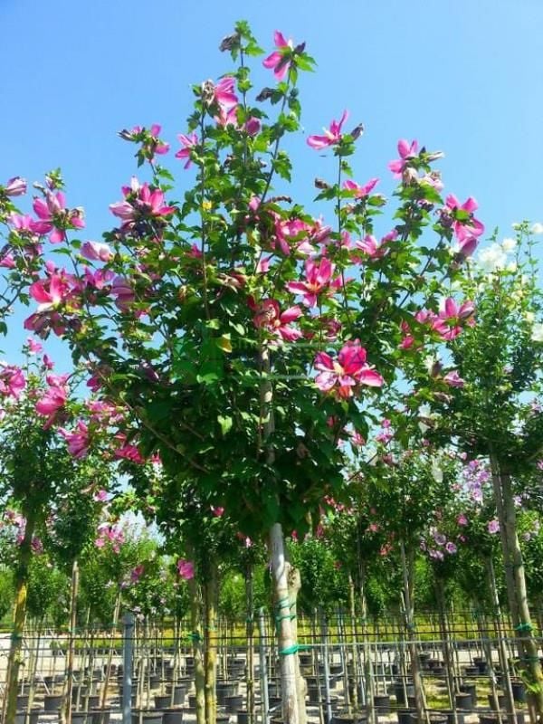 Mor Ağaç Hatmi Fidanı 150Cm-200Cm