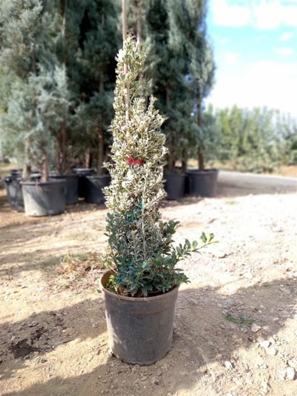 Gümüş Piramit Taflan Fidanı 120Cm-150Cm