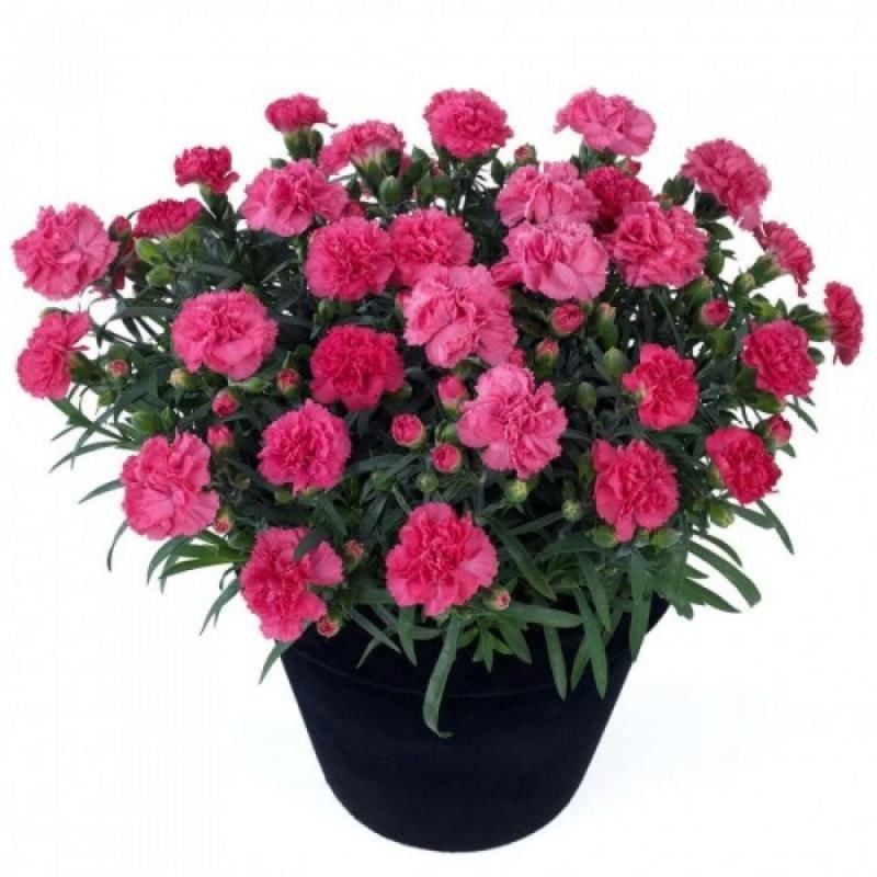 Kırmızı Pembe Karanfil Çiçeği 40Cm-60Cm