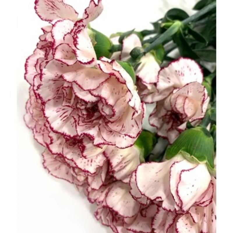 Lila Karanfil Çiçeği 60Cm-80Cm