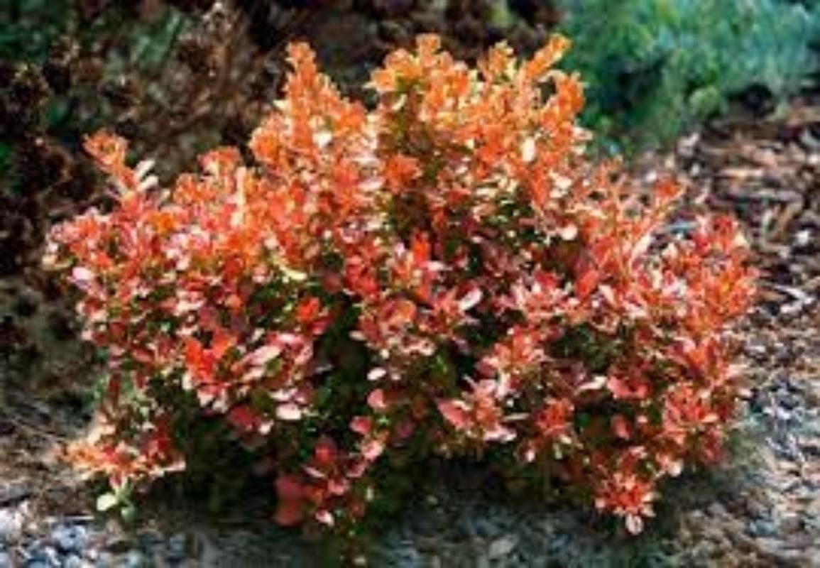 Bodur Berberis Fidanı 20Cm-40Cm