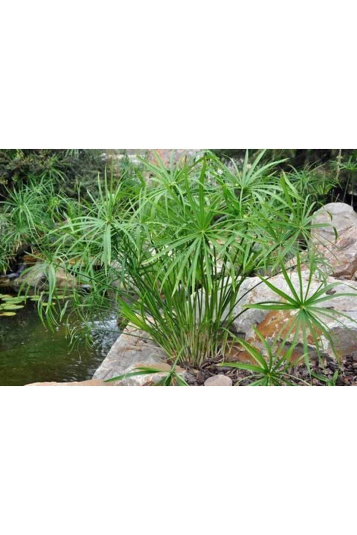 Japon Şemsiyesi Fidanı 40Cm-60Cm