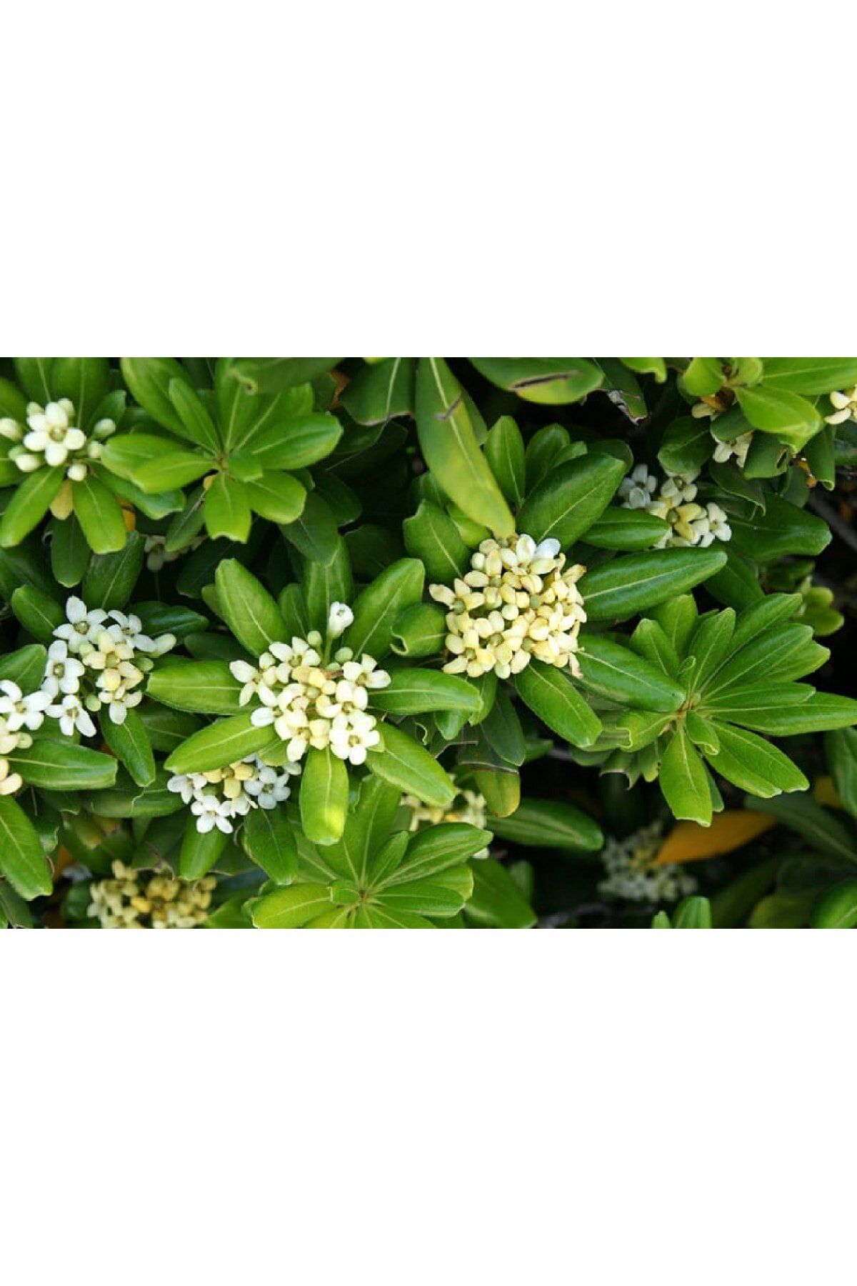 Pitosporum Fidanı Yükseklik 30-40Cm En 60-80Cm