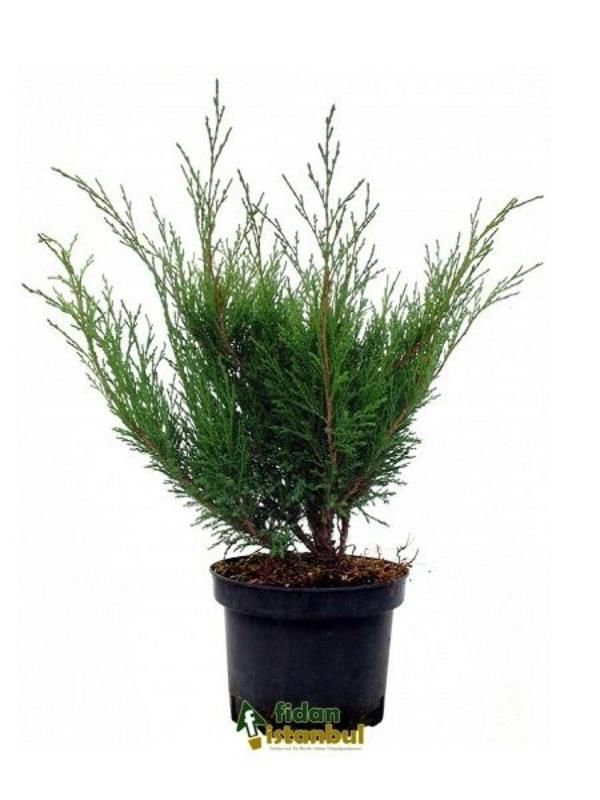 Sabin Ardınç Çiçeği Fidanı 20Cm-40Cm