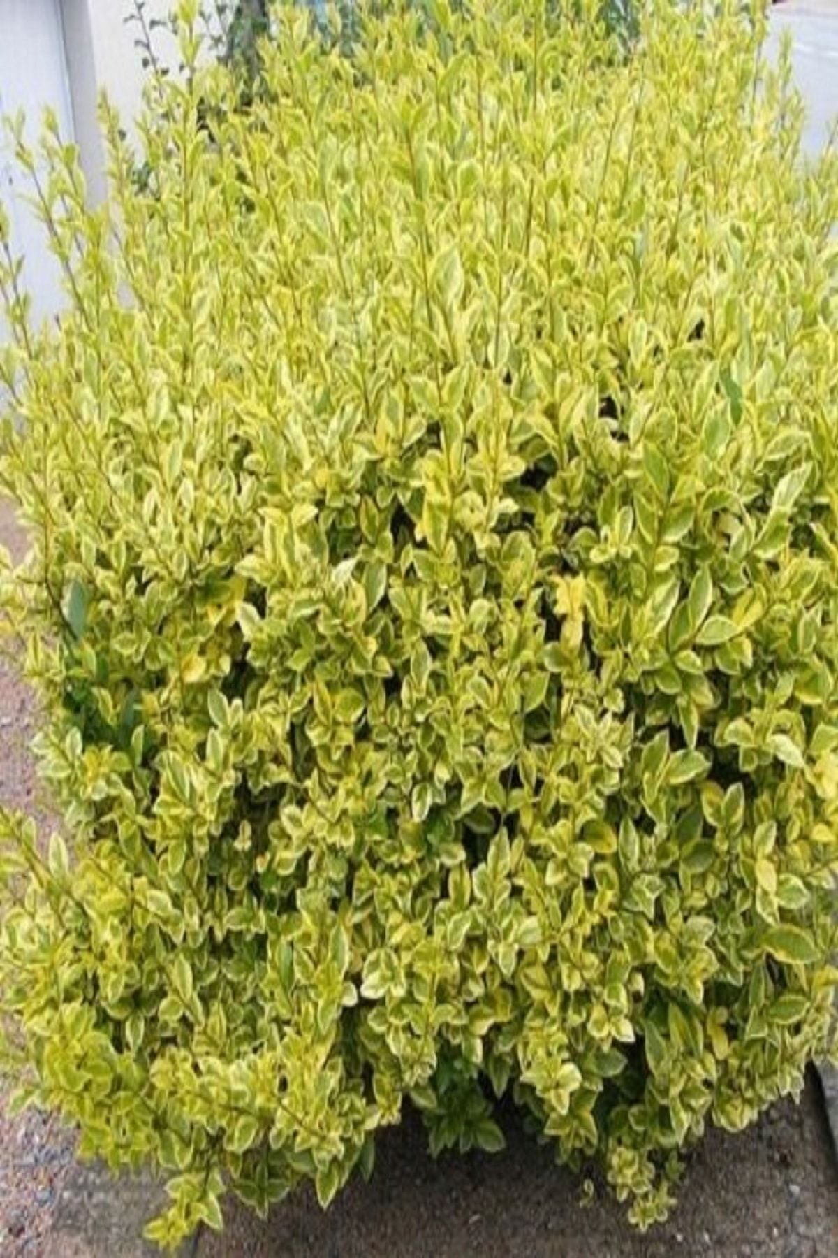 Alacalı Lükstürüm Fidanı 80Cm-100Cm