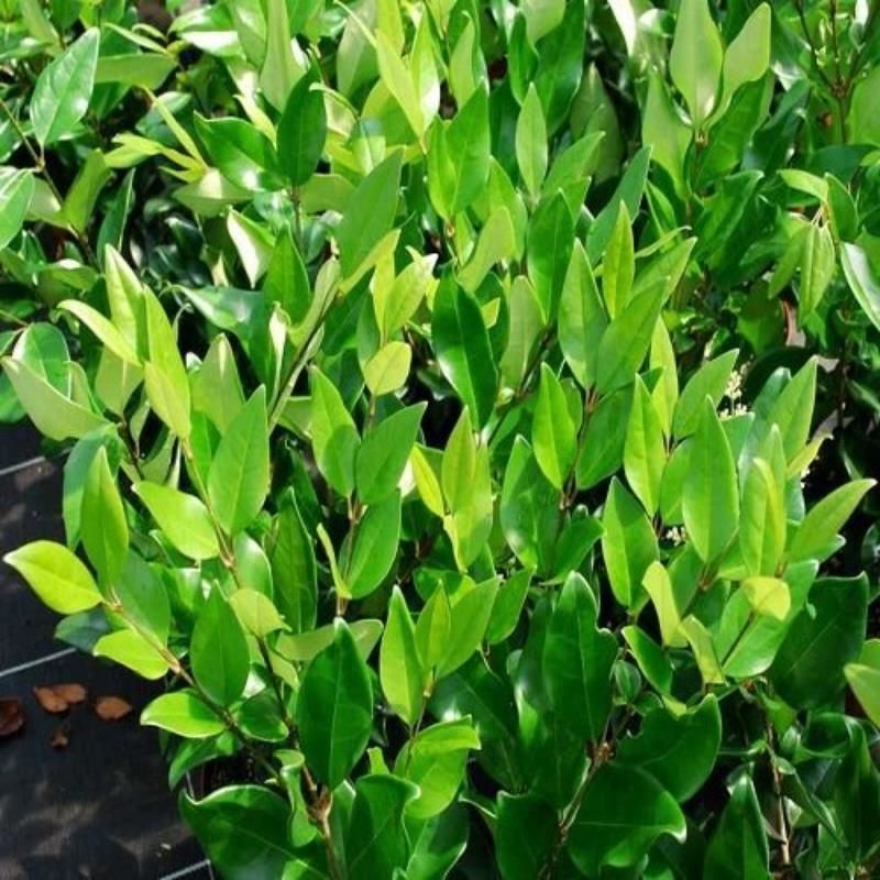 Yeşil Texanum Fidanı 20Cm-40Cm