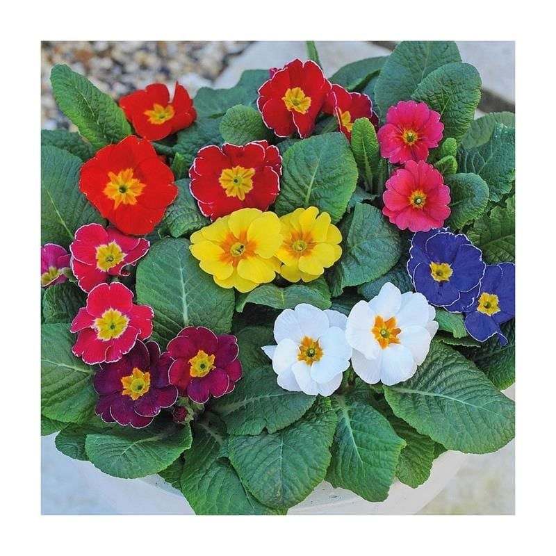 Çuha Çiçeği Fidesi 30 Adet 5Cm-15Cm
