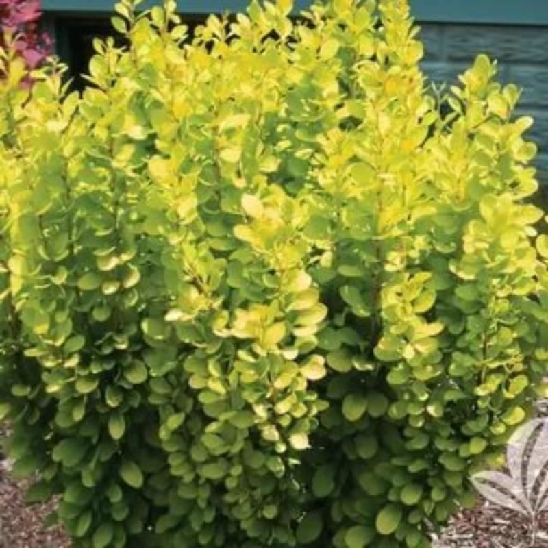 Sarı Berberis Fidanı 20Cm-40Cm
