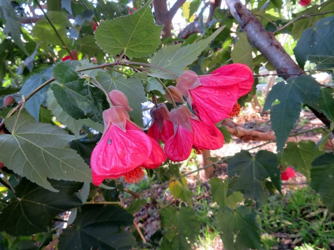 Pembe Ağaç Küpelisi Çiçeği Fidanı 20Cm-40Cm
