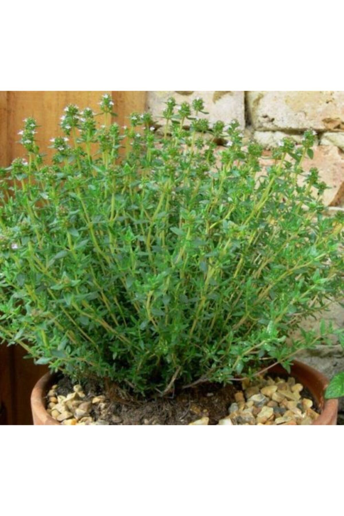 Kekik Fidanı 20Cm-40Cm