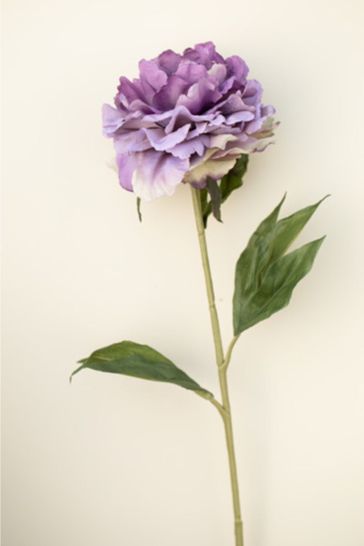 Lila Şakayık Çiçeği Fidanı 40Cm-60Cm