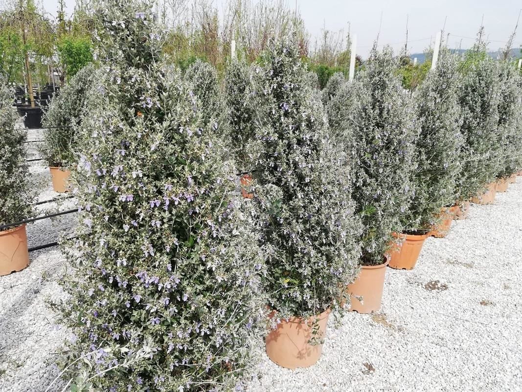 Pramit Zeytin Çalısı Fidanı 100Cm-120Cm