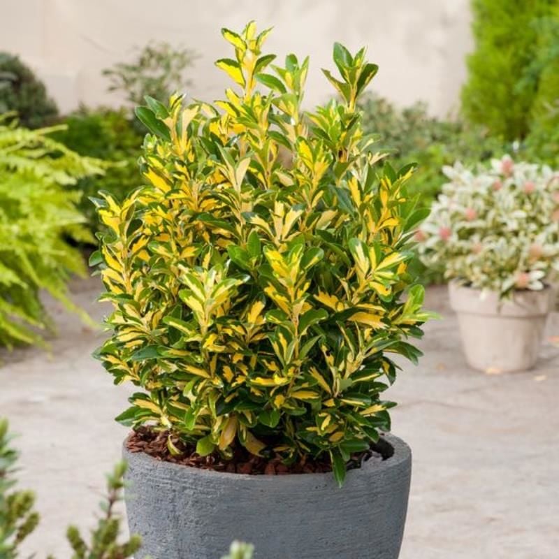 Alacalı Çıtır Taflan Çiçeği Fidanı 40Cm-60Cm