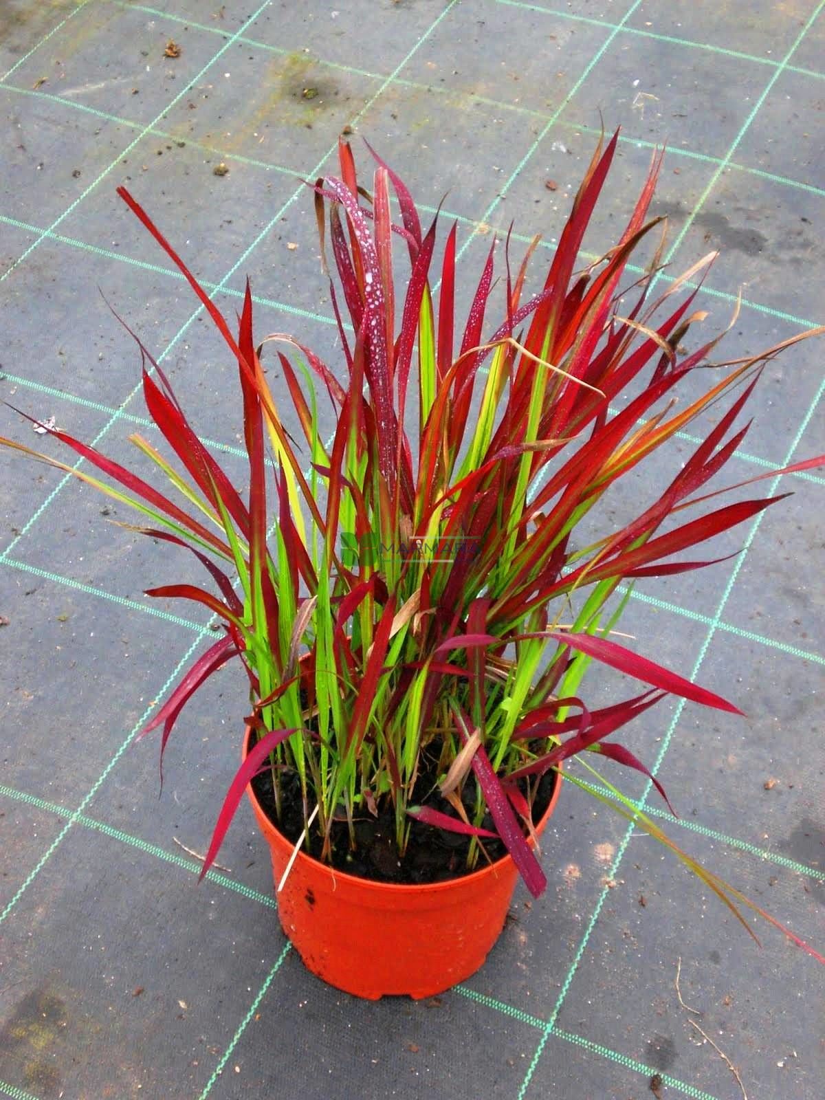 Kızıl Baron Fidanı 40Cm-60Cm