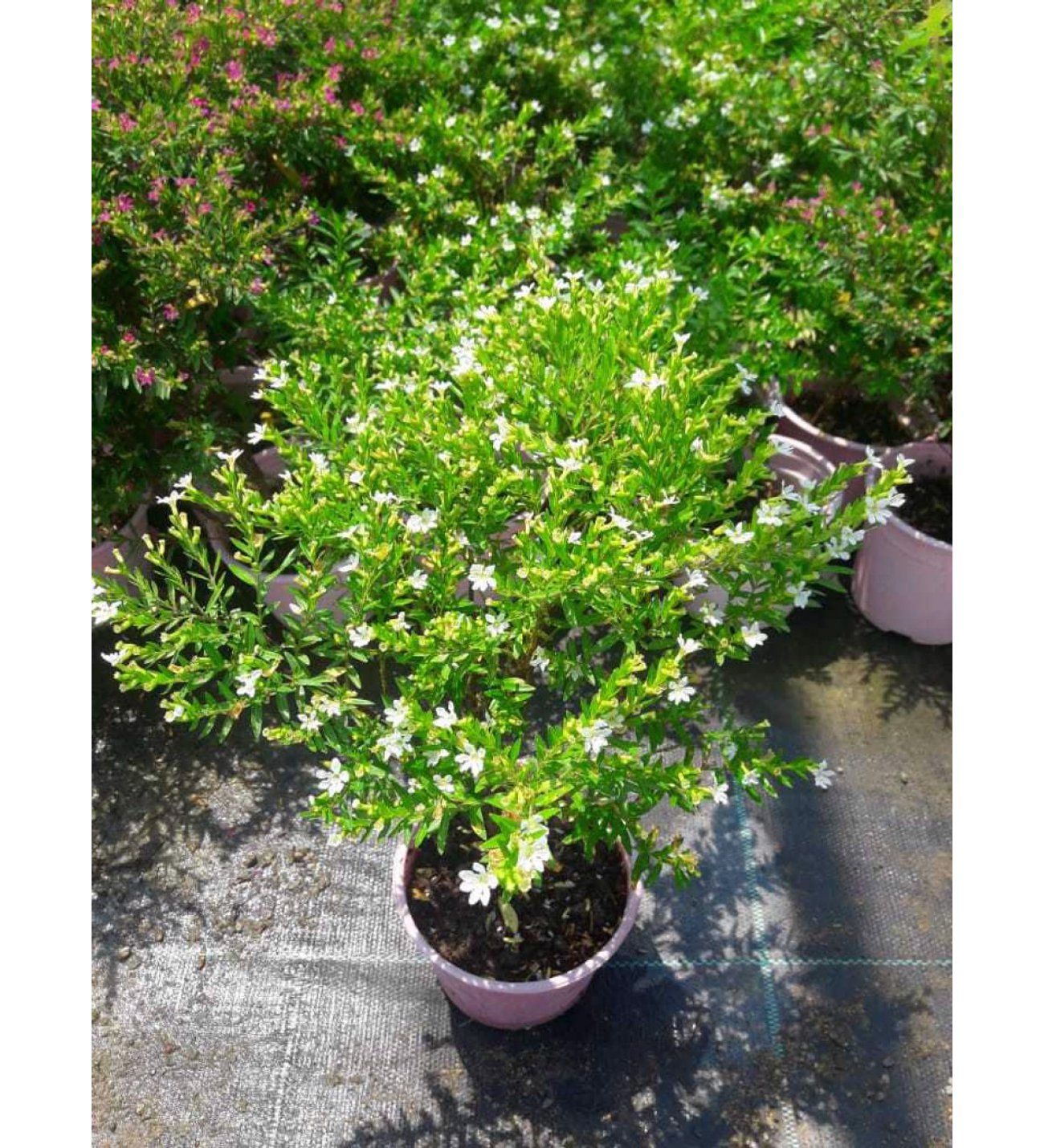 Beyaz Küfeya Çiçeği 20Cm-40Cm