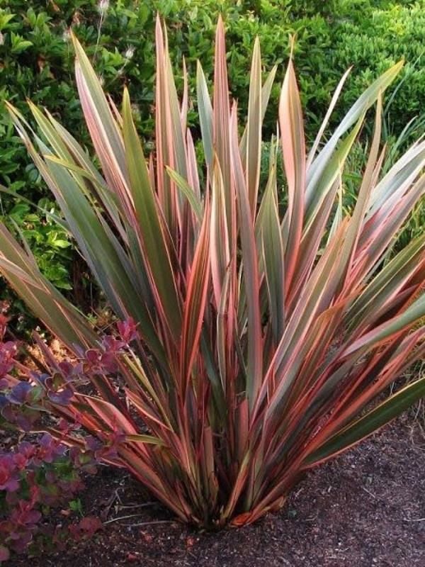 Pembe Sarı Yeni Zelanda Keteni Phormium 40Cm-60Cm