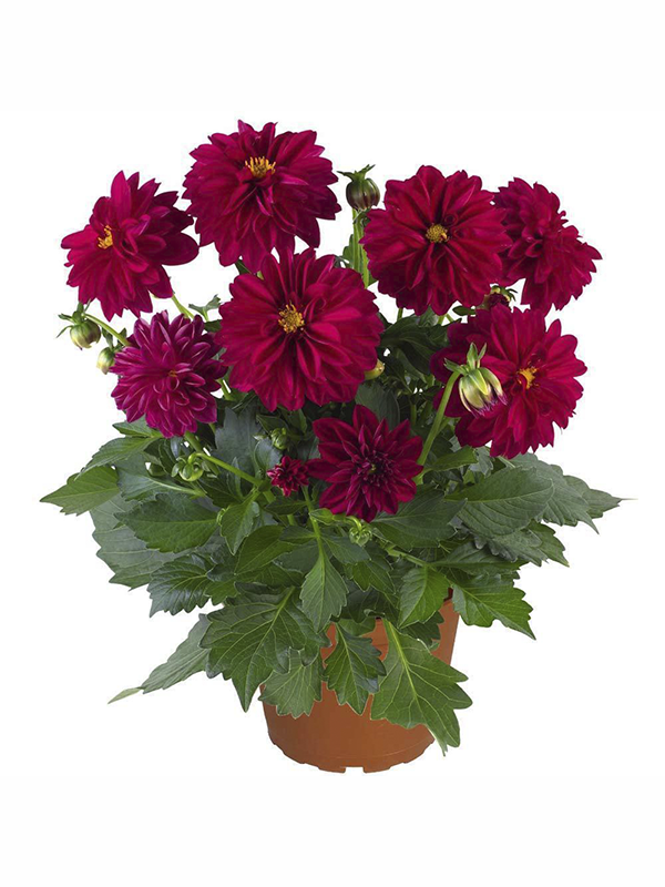 Bordo Dahlia Fidanı 20 Cm 40 Cm