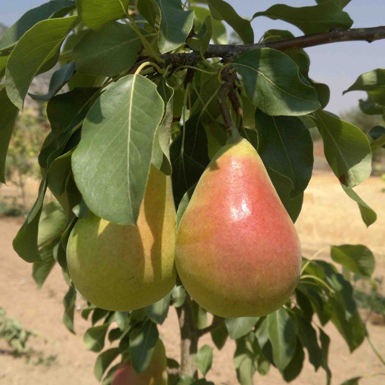 Nusretbey Armut Fidanı 5 Yaş 150 Cm 200 Cm
