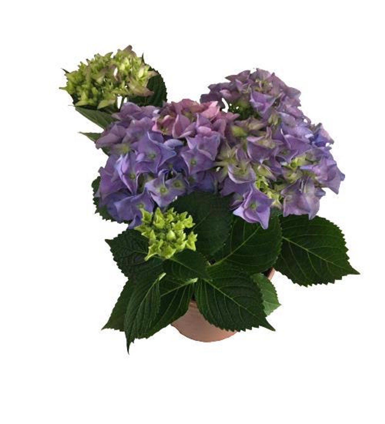 Katlı Mor İthal Ortanca 40 Cm 60 Cm