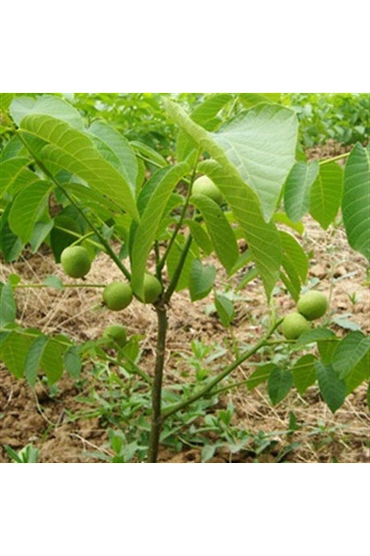 Ronde de Ceviz 5 Yaş 150 Cm 200 Cm