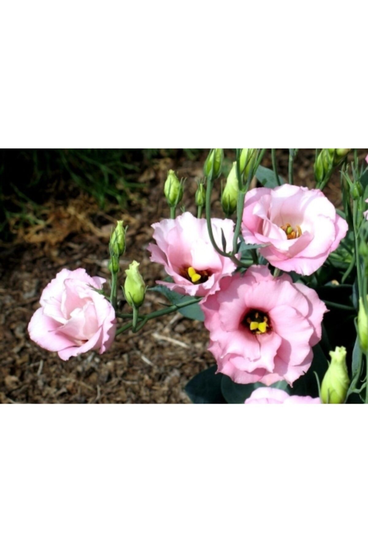 Beyaz Ucu Pembe Lisyantus Fidanı 40Cm-60Cm