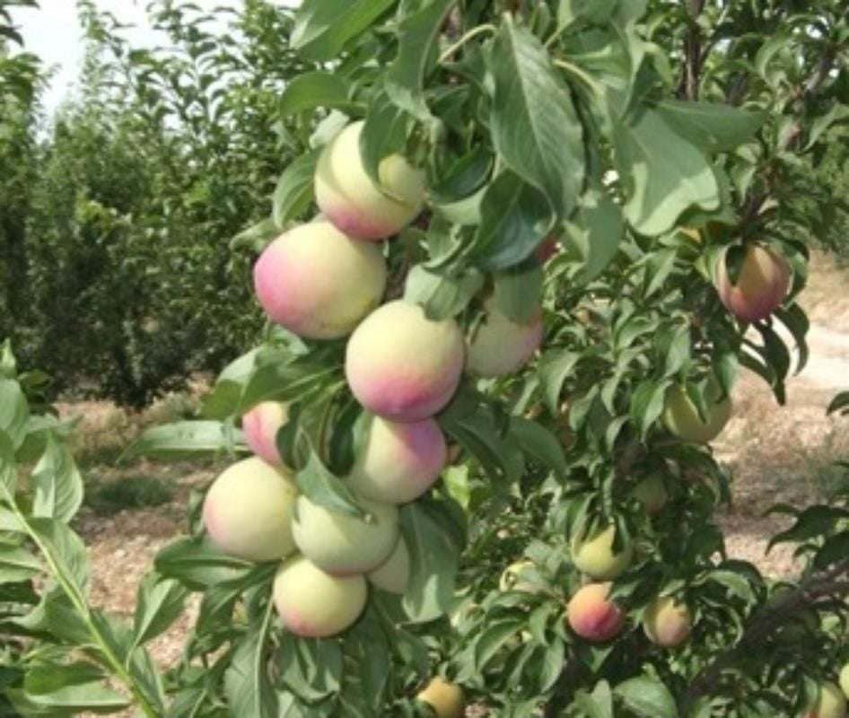 Ambra Erik Fidanı 3 Yaş 100-120 Cm