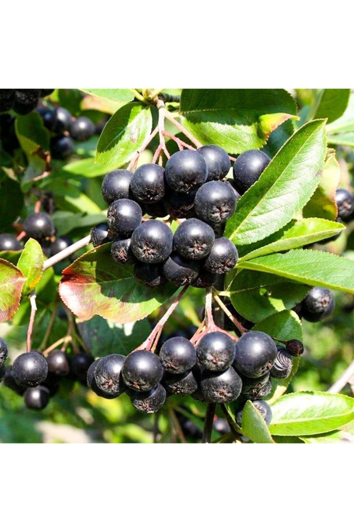 Amit Aronia Fidanı 40-60 Cm