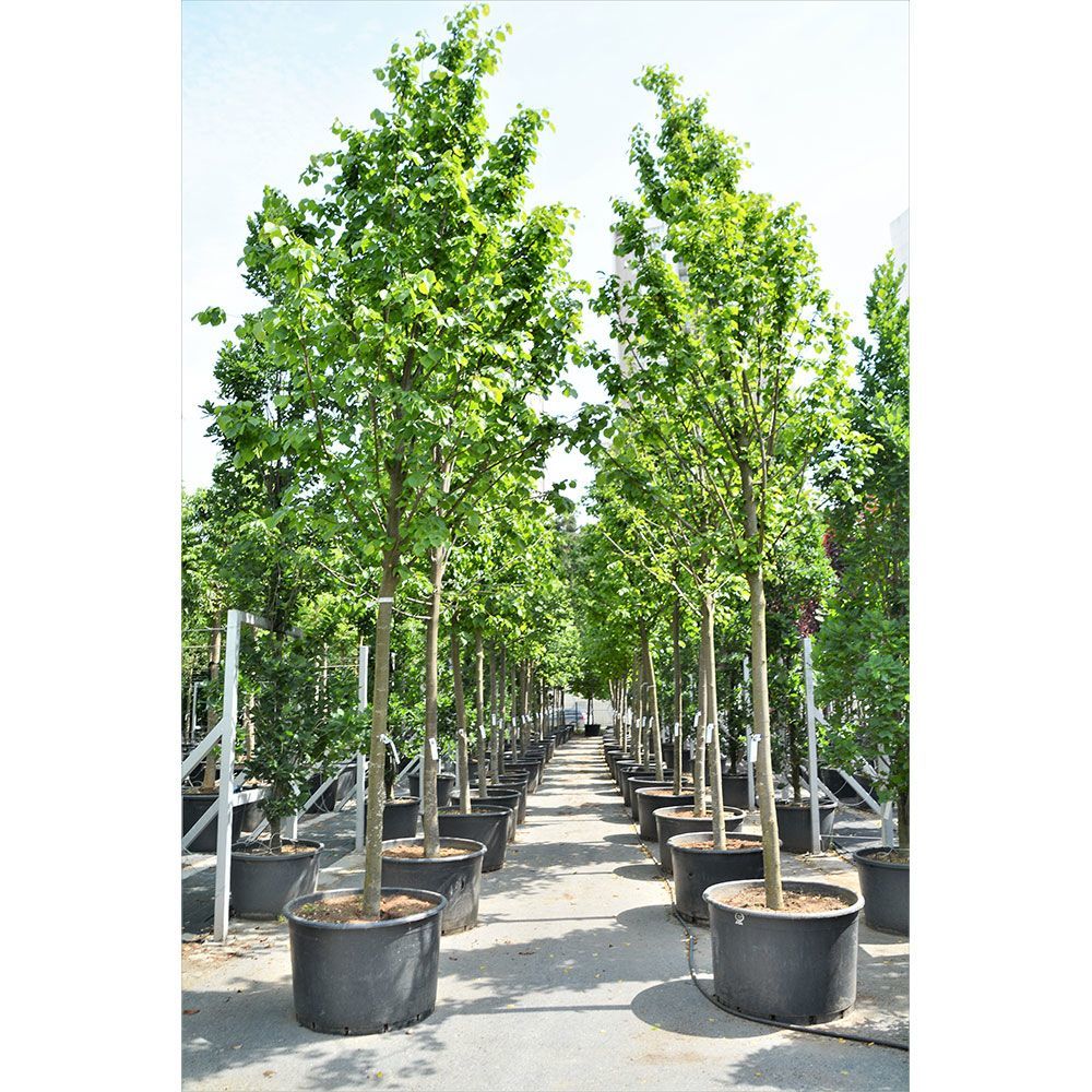 Ihlamur Tijli Ağaç 200 Cm