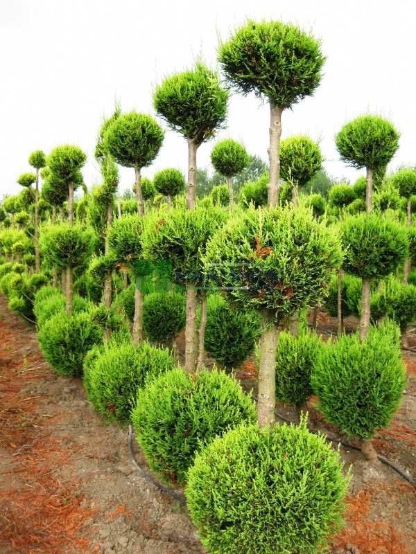 3 Top Leylandi Fidanı Şekilli 150Cm-200Cm