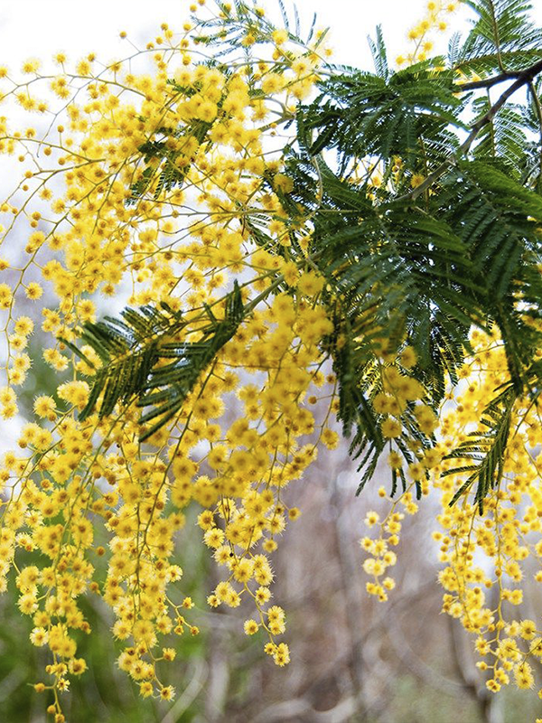 Mimoza Tijli 200 Cm