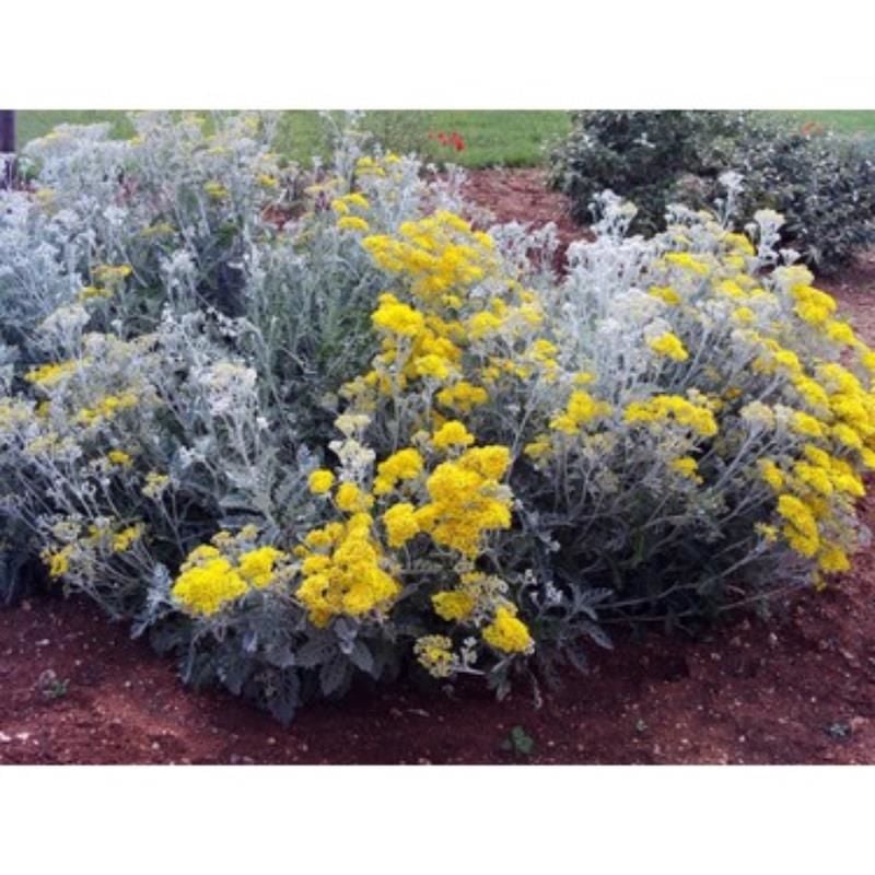 Bahçe Külü Çiçeği Fidanı 40Cm-60Cm