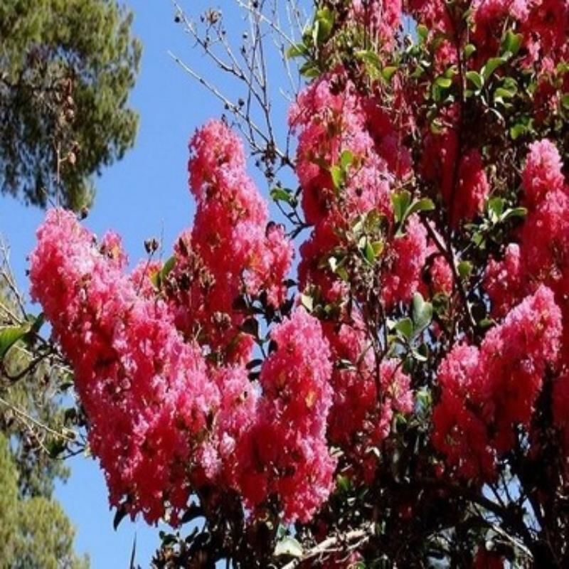 Kırmızı Oya Çiçeği Fidanı 150Cm-200Cm