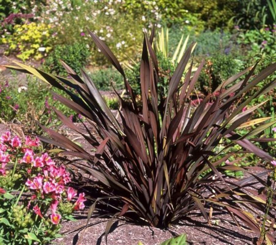 Kırmızı Phormium Fidanı 40Cm-60Cm