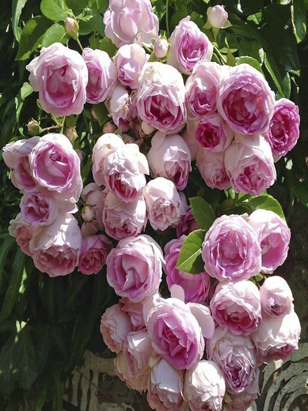 Pembe Beyaz Gül 60Cm-80Cm