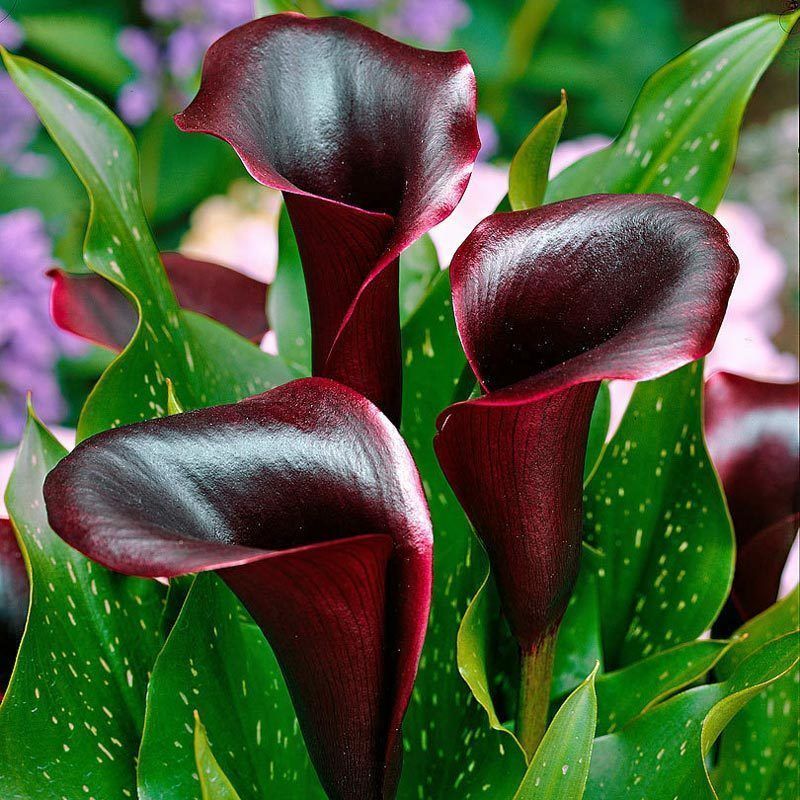 Bordo Gala Kalla Çiçeği 20 Cm 40 Cm