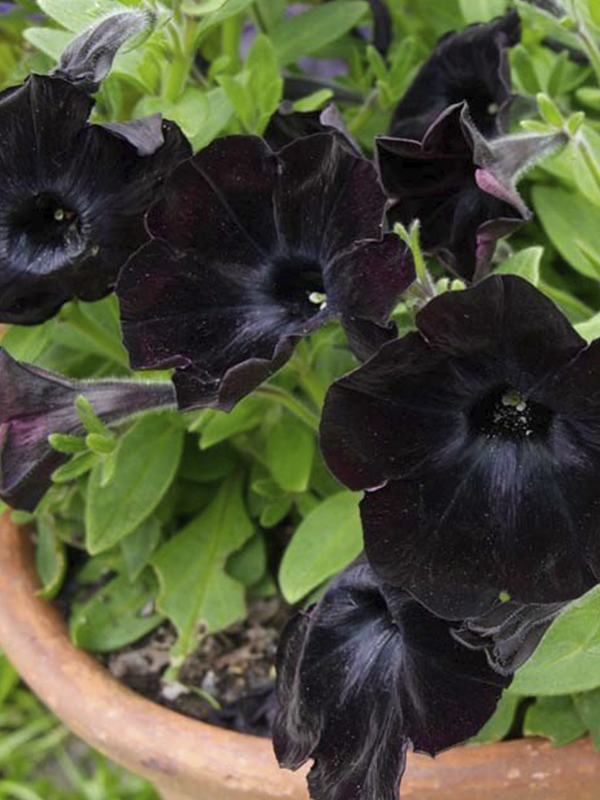 Petunya Fidesi Siyah 10 Adet Fide