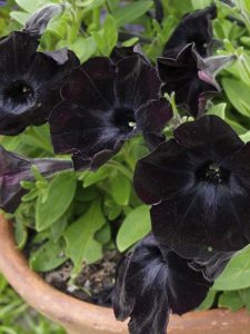 Petunya Fidesi Siyah 10 Adet Fide