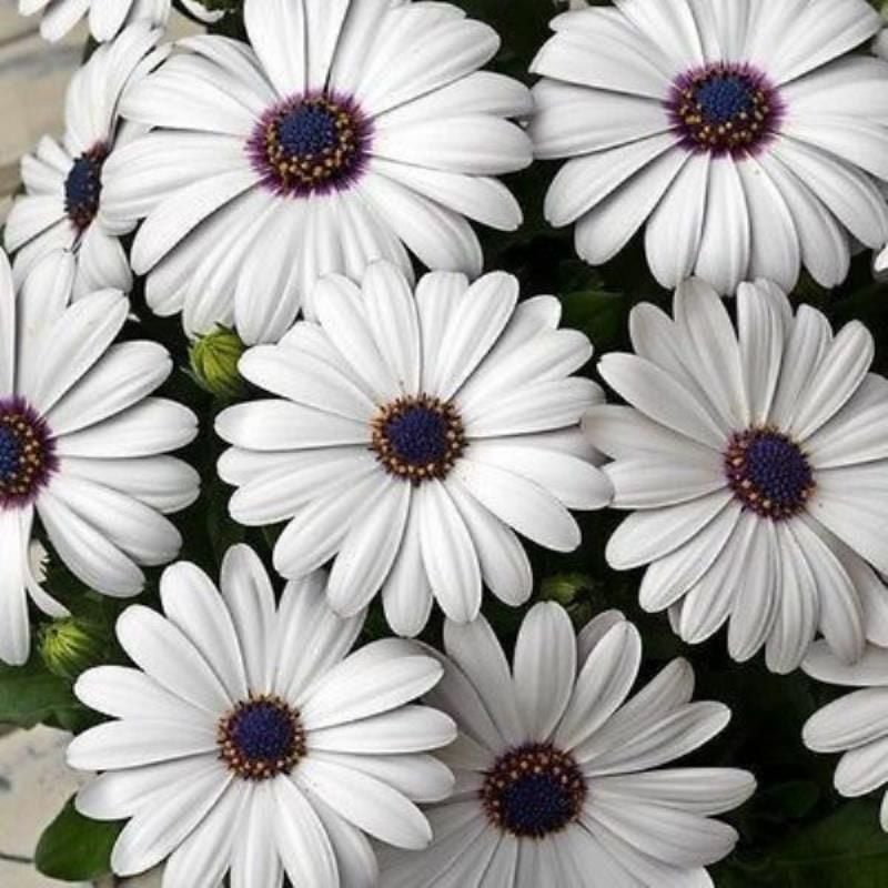 Beyaz Bodrum Papatyası Çiçeği Fidanı 20Cm-40Cm