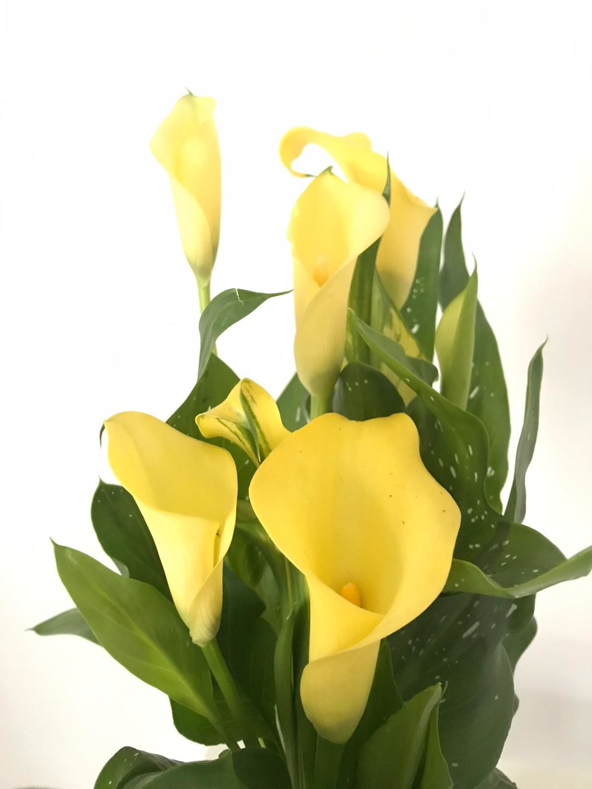 Sarı Gala Kalla Çiçeği 20 Cm 40 Cm